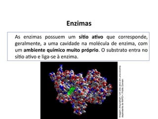 Enzimas
As enzimas possuem um sítio ativo que corresponde,
geralmente, a uma cavidade na molécula de enzima, com
um ambiente químico muito próprio. O substrato entra no
sítio ativo e liga-se à enzima.
Imagem:
[Haynathart
/
Um
sítio
ativo
em
uma
enzima
dependente
de
NAPD+
/
Public
Domain
 