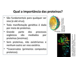 Qual a importância das proteínas?
• São fundamentais para qualquer ser
vivo [e até vírus].
• Toda manifestação genética é dada
por meio de proteínas.
• Grande parte dos processos
orgânicos são mediados por
proteínas [enzimas].
• Sem proteínas, não existiríamos e
nenhum outro ser vivo existiria.
• *Coacervatos (primeiros compostos
proteicos).
Imagem:
Autor
desconhecido
/
Virus
influenza
/
United
States
Public
Domain
Imagem:
PDB
Database
/
Modelo
molecular
da
enzima
Helicobacter
Pylori
Urease
/
Disponibilizado
por:
Jacobolus
/
Public
Domain
 