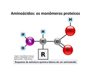 Aminoácidos: os monômeros proteicos
Esquema da estrutura química básica de um aminoácido
Imagem: YassineMrabet / Estrutura
geral de um aminoácido, em 12 de
agosto de 2007 / Public Domain
 