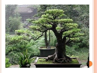 AS PRÁTICAS DE SAÚDE CONTEXTO HISTÓRICO.pptx