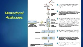 Monoclonal
Antibodies
 
