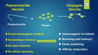 Polysaccharide
Vaccine
Polysaccharide Protein
+
Poorly immunogenic in infants
No boosting or memory
No class switching
No affinity maturation
 Immunogenic in infants
 Boosting and memory
 Class switching
 Affinity maturation
Conjugate
Vaccine
 