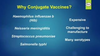 Why Conjugate Vaccines?
Expensive
Challenging to
manufacture
Many serotypes
Haemophilus influenzae b
(Hib)
Neisseria meningiditis
Streptococcus pneumoniae
Salmonella typhi
 