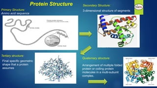 Protein Structure Secondary Structure:
3-dimensional structure of segments
Tertiary structure:
Final specific geometric
shape that a protein
assumes
Quaternary structure:
Arrangement of multiple folded
protein or coiling protein
molecules in a multi-subunit
complex.
Primary Structure:
Amino acid sequence
 