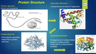 Protein Structure Secondary Structure:
3-dimensional structure of segments
Tertiary structure:
Final specific geometric
sh...