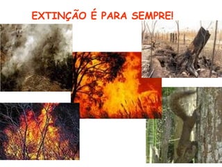 EXTINÇÃO É PARA SEMPRE!   