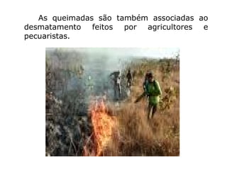 As queimadas são também associadas ao desmatamento feitos por agricultores e pecuaristas.  