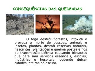 CONSEQUÊNCIAS DAS QUEIMADAS O fogo destrói florestas, intoxica e provoca a morte de pessoas, animais e insetos, plantas, destrói reservas naturais, nascentes, plantações e queima postes e fios de transmissão elétrica causando blecautes que paralisam serviços essenciais, escolas, indústrias e hospitais, podendo deixar cidades inteiras no escuro.  