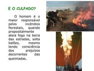 O homem é o maior responsável pelos incêndios florestais, quando propositalmente ateia fogo na beira das estradas, solta balões,  mesmo tendo consciência dos prejuízos decorrentes das queimadas .  E O CULPADO? 