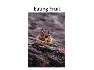 Eating Fruit