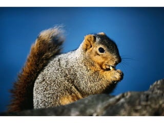 Squirrel