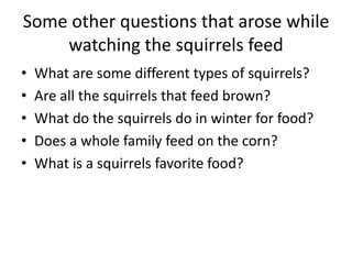 Some other questions that arose while watching the squirrels feedWhat are some different types of squirrels?Are all the squirrels that feed brown?What do the squirrels do in winter for food?Does a whole family feed on the corn?What is a squirrels favorite food?