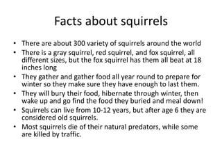 Facts about squirrelsThere are about 300 variety of squirrels around the worldThere is a gray squirrel, red squirrel, and fox squirrel, all different sizes, but the fox squirrel has them all beat at 18 inches longThey gather and gather food all year round to prepare for winter so they make sure they have enough to last them.They will bury their food, hibernate through winter, then wake up and go find the food they buried and meal down!Squirrels can live from 10-12 years, but after age 6 they are considered old squirrels.Most squirrels die of their natural predators, while some are killed by traffic.