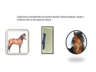 O garrana é considerado um punem devido á baixa estatura, mede o máximo 135 cm de aspecto rústico