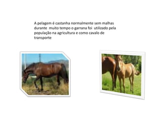 A pelagem é castanha normalmente sem malhas durante  muito tempo o garrana foi  utilizado pela população na agricultura e como cavalo de transporte