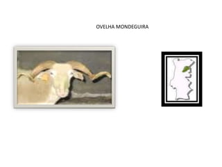 OVELHA MONDEGUIRA