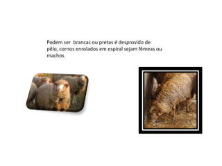 Podem ser  brancas ou pretas é desprovido de pêlo, cornos enrolados em espiral sejam fêmeas ou machos