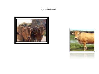 BOI MARINHOA