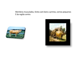 Membros musculados, fortes com bons a primos, cornos pequenos É da região centro