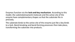 Enzymes function via the lock-and-key mechanism. According to this
model, the substrate(reactant) molecule and the active site of the
enzyme have complementary shapes so that the substrate fits in
precisely.
The substrate binds to the active site of the enzyme just like a key binds
to a lock. Bond-breaking and bond-forming processes then take place,
transforming the substrate into products.
 