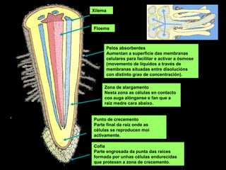 Pelos absorbentes
Aumentan a superficie das membranas
celulares para facilitar e activar a ósmose
(movemento de líquidos a través de
membranas situadas entre disolucións
con distinto grao de concentración).
Floema
Xilema
Punto de crecemento
Parte final da raíz onde as
células se reproducen moi
activamente.
Zona de alargamento
Nesta zona as células en contacto
coa auga alónganse e fan que a
raíz medre cara abaixo.
Cofia
Parte engrosada da punta das raíces
formada por unhas células endurecidas
que protexen a zona de crecemento.
 