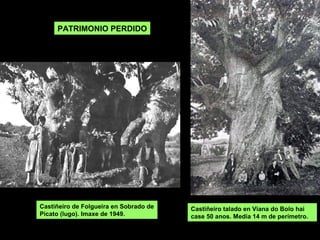 PATRIMONIO PERDIDO
Castiñeiro talado en Viana do Bolo hai
case 50 anos. Medía 14 m de perímetro.
Castiñeiro de Folgueira en Sobrado de
Picato (lugo). Imaxe de 1949.
 