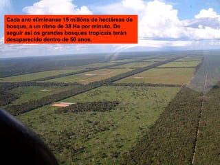 Cada ano elimínanse 15 millóns de hectáreas de
bosque, a un ritmo de 38 Ha por minuto. De
seguir así os grandes bosques tropicais terán
desaparecido dentro de 50 anos.
 