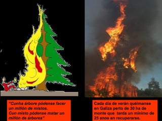 “Cunha árbore pódense facer
un millón de mistos.
Cun misto pódense matar un
millón de árbores”
Cada día de verán quéimanse
en Galiza perto de 30 ha de
monte que tarda un mínimo de
25 anos en recuperarse.
 