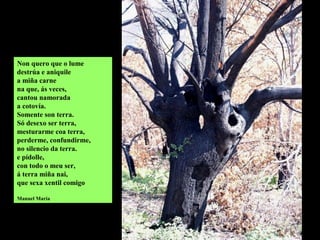 Non quero que o lume
destrúa e aniquile
a miña carne
na que, ás veces,
cantou namorada
a cotovía.
Somente son terra.
Só desexo ser terra,
mesturarme coa terra,
perderme, confundirme,
no silencio da terra.
e pídolle,
con todo o meu ser,
á terra miña nai,
que sexa xentil comigo
Manuel María
 