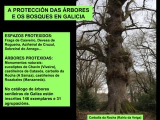 ESPAZOS PROTEXIDOS:
Fraga de Caaveiro, Devesa de
Rogueira, Aciñeiral de Cruzul,
Sobreiral do Arnego...
ÁRBORES PROTEXIDAS:
Monumentos naturais:
eucaliptos de Chavín (Viveiro),
castiñeiros de Catasós, carballo da
Rocha (A Saínza), castiñeiros de
Rozabales (Manzaneda).
No catálogo de árbores
senlleiras de Galiza están
inscritos 146 exemplares e 31
agrupacións.
A PROTECCIÓN DAS ÁRBORES
E OS BOSQUES EN GALICIA
Carballa da Rocha (Rairiz da Veiga)
 