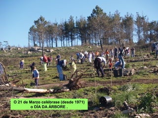 O 21 de Marzo celébrase (desde 1971) o
DÍA DA ÁRBORE .
Reforestación veciñal
dunha zona queimada
 