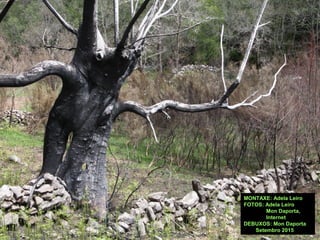 MONTAXE: Adela Leiro
FOTOS: Adela Leiro
Mon Daporta,
Internet
DEBUXOS: Mon Daporta
Setembro 2015
 