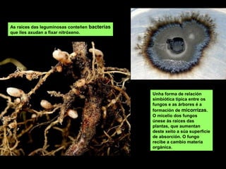 As raíces das leguminosas conteñen bacterias
que lles axudan a fixar nitróxeno.
Unha forma de relación
simbiótica típica entre os
fungos e as árbores é a
formación de micorrizas.
O micelio dos fungos
únese ás raíces das
plantas, que aumentan
deste xeito a súa superficie
de absorción. O fungo
recibe a cambio materia
orgánica.
 