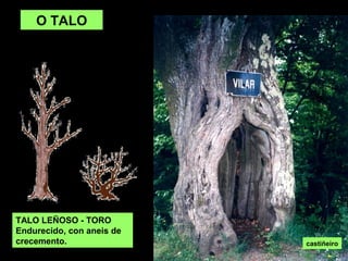 O TALO
TALO LEÑOSO - TORO
Endurecido, con aneis de
crecemento. castiñeiro
 