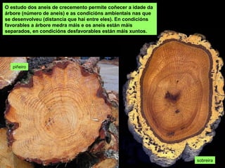 piñeiro
O estudo dos aneis de crecemento permite coñecer a idade da
árbore (número de aneis) e as condicións ambientais nas que
se desenvolveu (distancia que hai entre eles). En condicións
favorables a árbore medra máis e os aneis están máis
separados, en condicións desfavorables están máis xuntos.
sobreira
 
