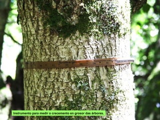 Instrumento para medir o crecemento en grosor das árbores.
 
