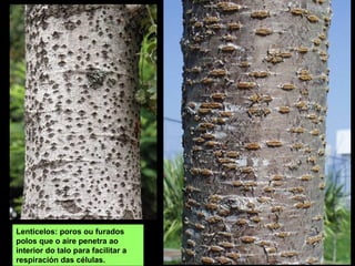 Lenticelos: poros ou furados
polos que o aire penetra ao
interior do talo para facilitar a
respiración das células.
 