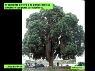 Copa esférica
O conxunto do toro e as ponlas dalle ás
árbores o seu porte característico.
metrosidero
 