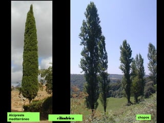 cilíndrica chopos
Alcipreste
mediterráneo
 