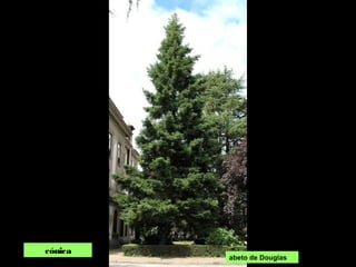 cónica
abeto de Douglas
 