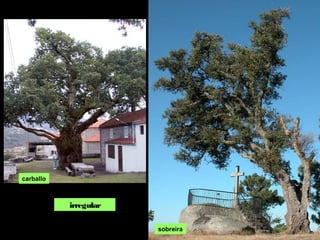 irregular
sobreira
carballo
 