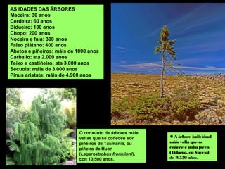 AS IDADES DAS ÁRBORES
Maceira: 30 anos
Cerdeira: 60 anos
Bidueiro: 100 anos
Chopo: 200 anos
Noceira e faia: 300 anos
Falso plátano: 400 anos
Abetos e piñeiros: máis de 1000 anos
Carballo: ata 2.000 anos
Teixo e castiñeiro: ata 3.000 anos
Secuoia: máis de 3.000 anos
Pinus aristata: máis de 4.900 anos
 O conxunto de árbores máis
vellas que se coñecen son
piñeiros de Tasmania, ou
piñeiro de Huon
(Lagarostrobus franklinni), con
10.500 anos.
A árbore individual
máis vella que se
coñece é unha pícea
(Dalarna, en Suecia) de
9.550 años.
 
