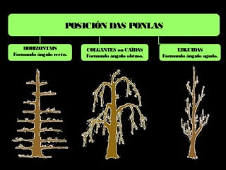 POSICIÓN DAS PONLAS
HORIZONTAIS
Formando ángulo recto.
COLGANTES ou CAÍDAS
Formando ángulo obtuso.
ERGUIDAS
Formando ángulo agudo.
 