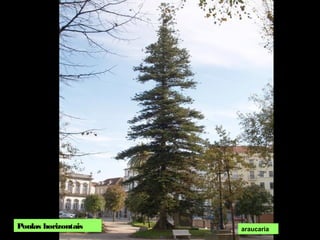 Ponlas horizontais araucaria
 