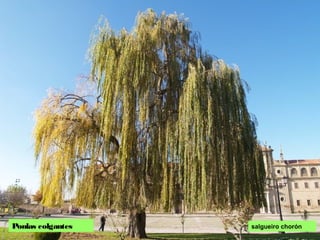 Ponlas colgantes salgueiro chorón
 