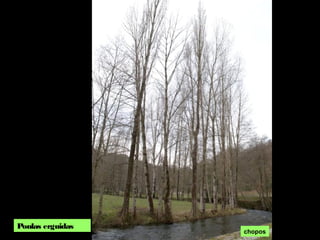 Ponlas erguidas
chopos
 
