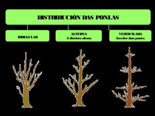 DISTRIBUCIÓN DAS PONLAS
IRREGULAR
ALTERNA
A distinta altura
VERTICILADA
Arredor dun punto.
 