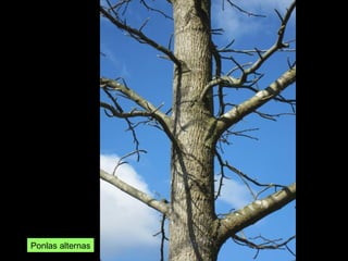 Ponlas alternas
 