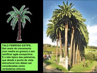 TALO FEBROSO (ESTIPE)
Sen aneis de crecemento
(non medra en grosor) e sen
ramificar agás excepcións.
É o talo típico das palmeiras,
que desde o punto de vista
estructural non deben ser
consideradas como
verdadeiras árbores.
 