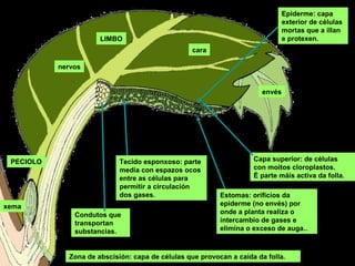 LIMBO
PECIOLO
xema
cara
envés
nervos
Capa superior: de células
con moitos cloroplastos.
É parte máis activa da folla.
Estomas: orificios da
epiderme (no envés) por
onde a planta realiza o
intercambio de gases e
elimina o exceso de auga..
Zona de abscisión: capa de células que provocan a caída da folla.
Tecido esponxoso: parte
media con espazos ocos
entre as células para
permitir a circulación
dos gases.
Condutos que
transportan
substancias.
Epiderme: capa
exterior de células
mortas que a illan
e protexen.
 